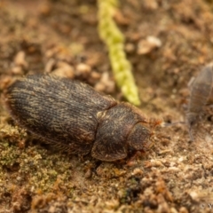 Trogossitidae (family) at Cotter River, ACT - 16 Sep 2023