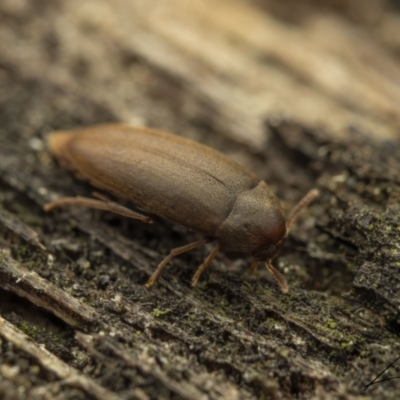 Melandryidae (family) (A false darkling beetle) at Cotter River, ACT - 1 Sep 2023 by living