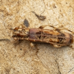 Tessaromma undatum (Velvet eucalypt longhorn beetle) at Cotter River, ACT - 1 Sep 2023 by living