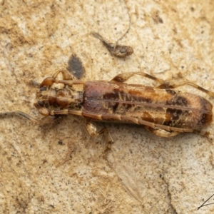 Tessaromma undatum at Cotter River, ACT - 1 Sep 2023 05:32 PM