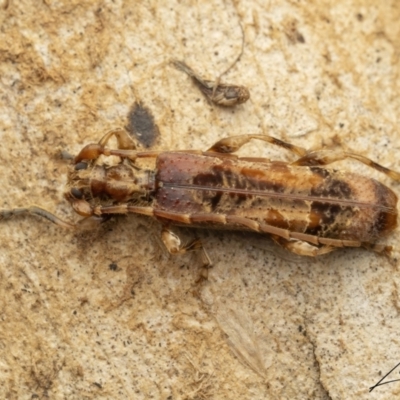 Tessaromma undatum (Velvet eucalypt longhorn beetle) at Namadgi National Park - 1 Sep 2023 by living