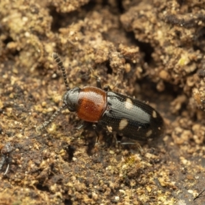 Thallis vinula at Cotter River, ACT - 1 Sep 2023 08:33 PM