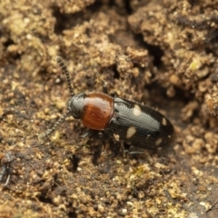 Thallis vinula (A fungus beetle) at Cotter River, ACT - 1 Sep 2023 by living