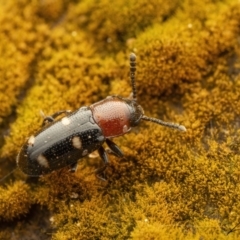 Thallis vinula at Cotter River, ACT - 1 Sep 2023