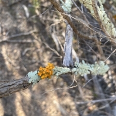 Teloschistes sp. (genus) (A lichen) at Ginninderry Conservation Corridor - 3 Sep 2023 by KyliePossum