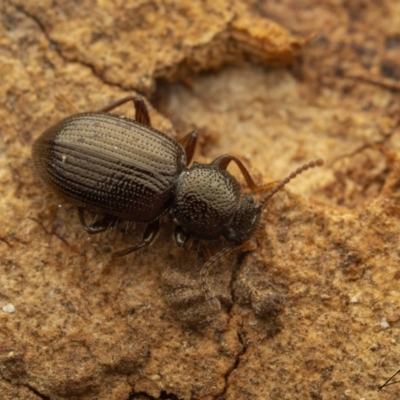 Brycopia sp. (genus) (A darkling beetle) at Cotter River, ACT - 1 Sep 2023 by living