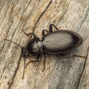 Apasis sp. (genus) at Cotter River, ACT - 3 Sep 2023 08:20 PM