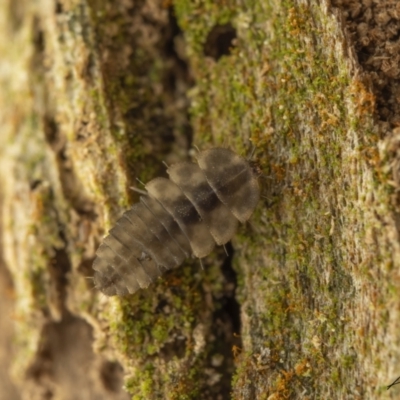 Periptyctus sp. (genus) (A minute hooded beetle) at Namadgi National Park - 1 Sep 2023 by living