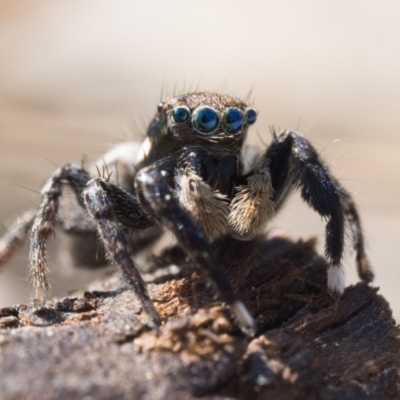 Jotus frosti (Frost's jumping spider) at Paddys River, ACT - 3 Sep 2023 by patrickcox