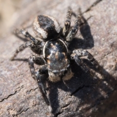 Jotus frosti at Paddys River, ACT - 3 Sep 2023 10:30 AM