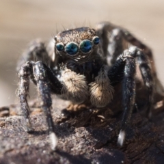 Jotus frosti at Paddys River, ACT - 3 Sep 2023 10:30 AM