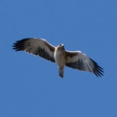 Hieraaetus morphnoides (Little Eagle) at Paddys River, ACT - 3 Sep 2023 by patrickcox