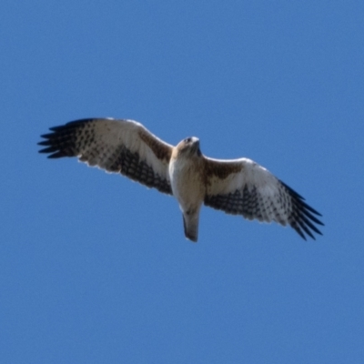 Hieraaetus morphnoides (Little Eagle) at Gibraltar Pines - 3 Sep 2023 by patrickcox