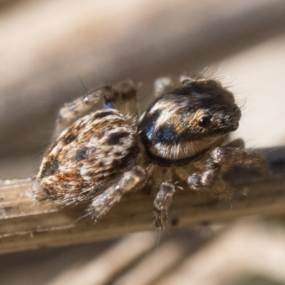 Unidentified Jumping or peacock spider (Salticidae) at Tharwa, ACT - 3 Sep 2023 by patrickcox