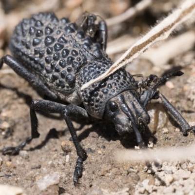 Talaurinus typicus (Ground weevil) at Paddys River, ACT - 3 Sep 2023 by patrickcox