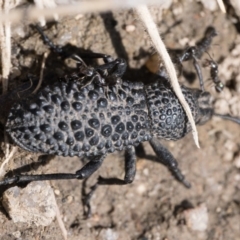 Talaurinus typicus at Gibraltar Pines - 3 Sep 2023