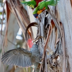 Callocephalon fimbriatum (Gang-gang Cockatoo) at Red Hill to Yarralumla Creek - 3 Sep 2023 by LisaH