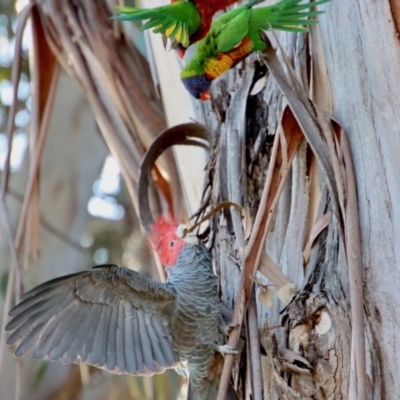 Callocephalon fimbriatum (Gang-gang Cockatoo) at Hughes Grassy Woodland - 3 Sep 2023 by LisaH