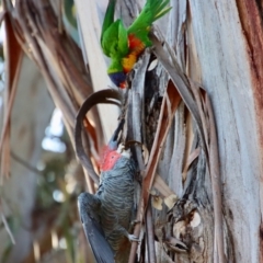 Callocephalon fimbriatum at Hughes, ACT - suppressed