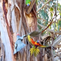 Callocephalon fimbriatum at Hughes, ACT - suppressed