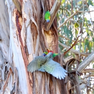 Callocephalon fimbriatum at Hughes, ACT - 3 Sep 2023