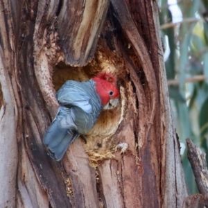 Callocephalon fimbriatum at Hughes, ACT - suppressed