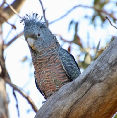 Callocephalon fimbriatum (Gang-gang Cockatoo) at Hughes, ACT - 3 Sep 2023 by LisaH