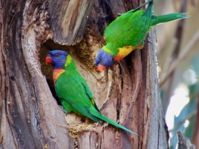 Trichoglossus moluccanus (Rainbow Lorikeet) at Hughes, ACT - 3 Sep 2023 by LisaH