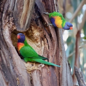 Trichoglossus moluccanus at Hughes, ACT - 3 Sep 2023 04:30 PM