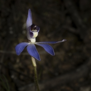 Cyanicula caerulea at Bruce, ACT - 3 Sep 2023