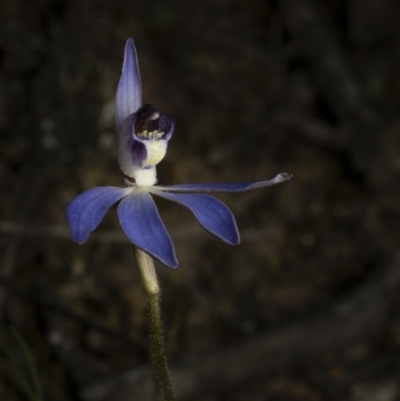 Cyanicula caerulea (Blue Fingers, Blue Fairies) at Bruce Ridge to Gossan Hill - 3 Sep 2023 by living