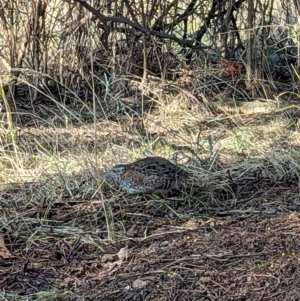 Turnix varius at Stromlo, ACT - 3 Sep 2023