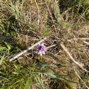 Wurmbea dioica subsp. dioica at Strathnairn, ACT - 3 Sep 2023 03:50 PM