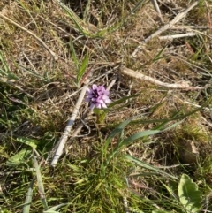 Wurmbea dioica subsp. dioica at Strathnairn, ACT - 3 Sep 2023 03:50 PM