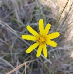 Microseris walteri (Yam Daisy, Murnong) at Yass River, NSW - 3 Sep 2023 by 120Acres