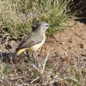 Acanthiza chrysorrhoa at Symonston, ACT - 3 Sep 2023