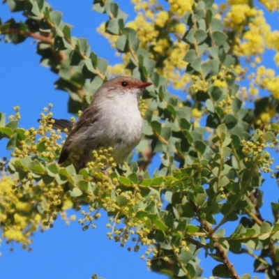 Malurus cyaneus (Superb Fairywren) at Symonston, ACT - 3 Sep 2023 by RodDeb