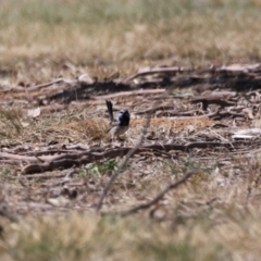 Malurus cyaneus at Symonston, ACT - 3 Sep 2023