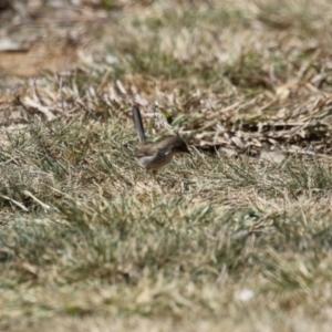 Malurus cyaneus at Symonston, ACT - 3 Sep 2023