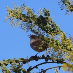 Malurus cyaneus at Symonston, ACT - 3 Sep 2023 02:05 PM