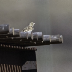 Anthus australis (Australian Pipit) at Whitlam, ACT - 3 Sep 2023 by Untidy