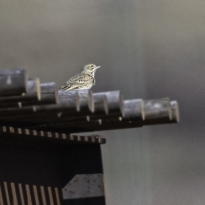 Anthus australis (Australian Pipit) at Namarag NR - 3 Sep 2023 by Untidy