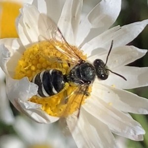 Lasioglossum (Chilalictus) sp. (genus & subgenus) at Mount Annan, NSW - 31 Aug 2023