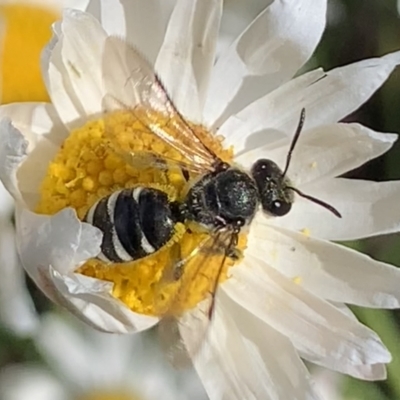 Lasioglossum (Chilalictus) sp. (genus & subgenus) (Halictid bee) at Mount Annan, NSW - 31 Aug 2023 by JudeWright