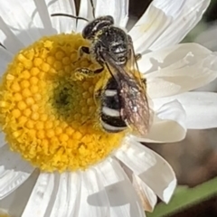 Lasioglossum (Chilalictus) sp. (genus & subgenus) at Mount Annan, NSW - 31 Aug 2023 12:52 PM