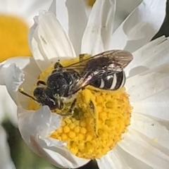 Lasioglossum (Chilalictus) sp. (genus & subgenus) at Mount Annan, NSW - 31 Aug 2023 12:52 PM