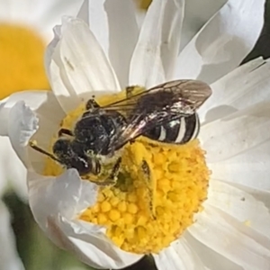 Lasioglossum (Chilalictus) sp. (genus & subgenus) at Mount Annan, NSW - 31 Aug 2023