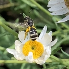 Lasioglossum (Chilalictus) sp. (genus & subgenus) at Mount Annan, NSW - 31 Aug 2023