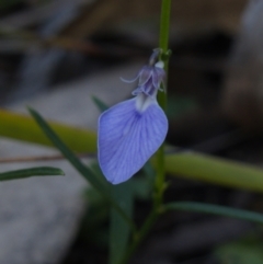 Pigea vernonii subsp. vernonii (Erect Violet) at Jervis Bay National Park - 3 Aug 2023 by RobG1