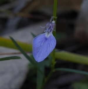 Pigea vernonii subsp. vernonii at Hyams Beach, NSW - 3 Aug 2023